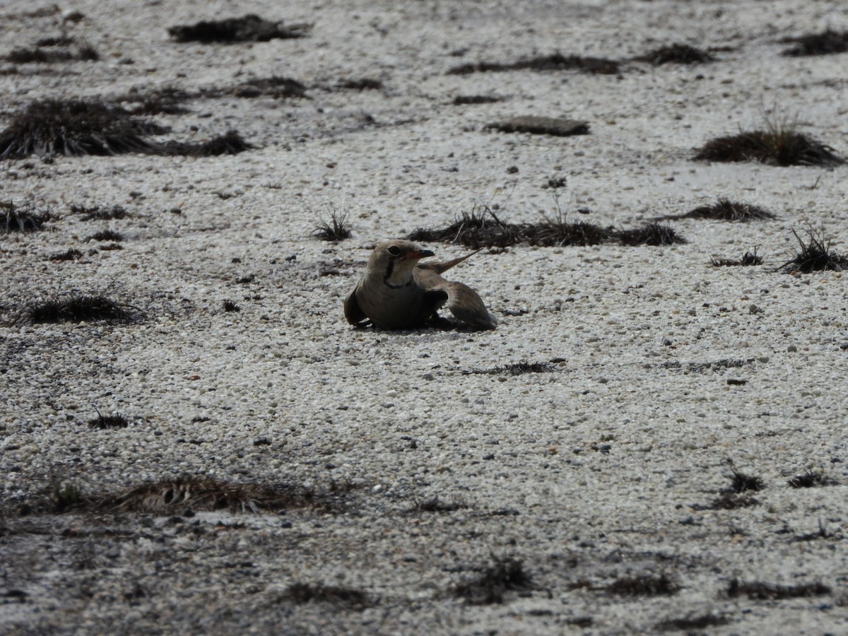 Oriental Pratincole - ML620597107