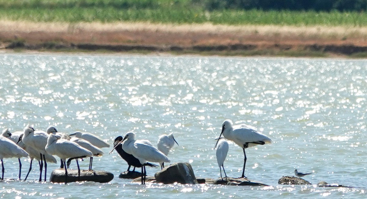 Eurasian Spoonbill - Derya Özkan