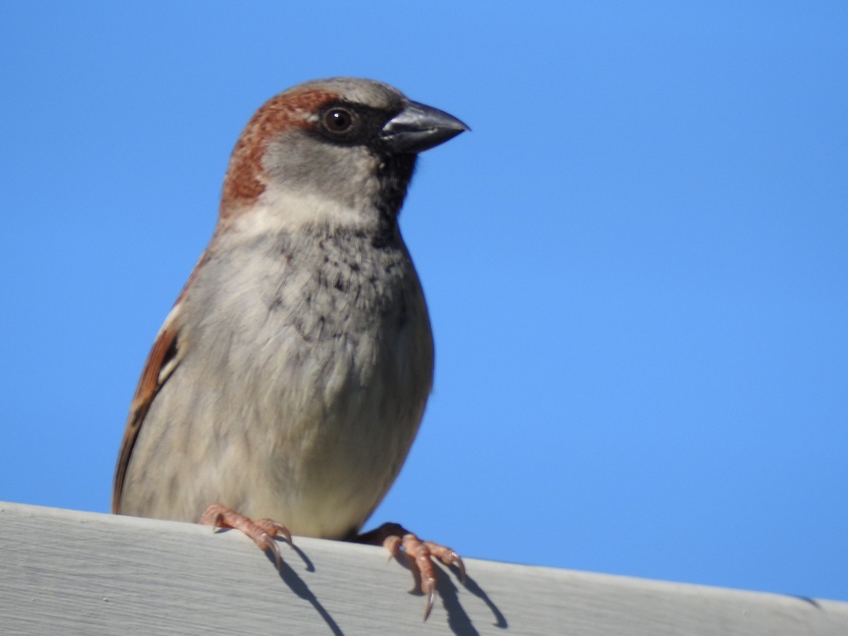 Moineau domestique - ML620597110