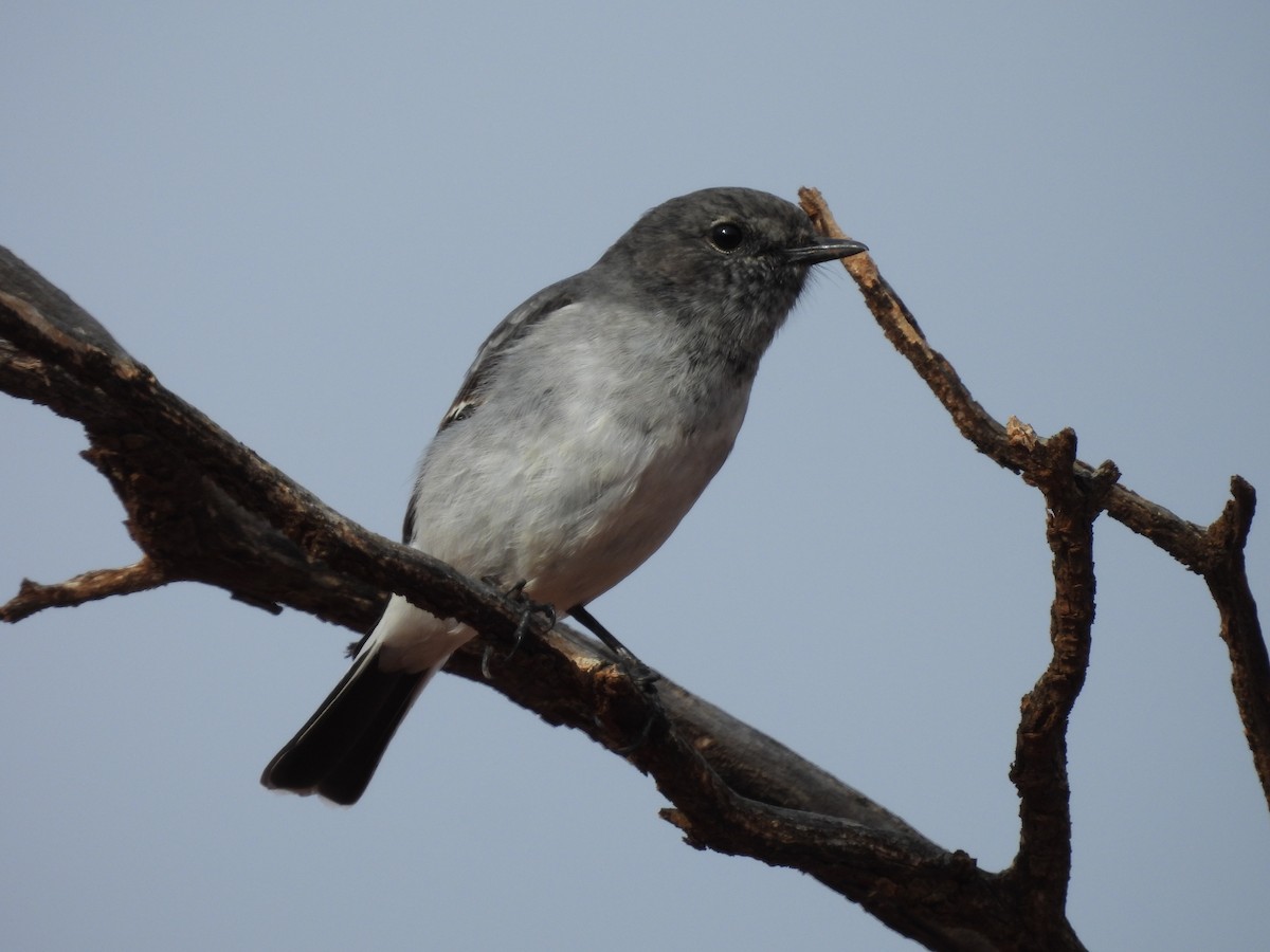 Hooded Robin - ML620597113