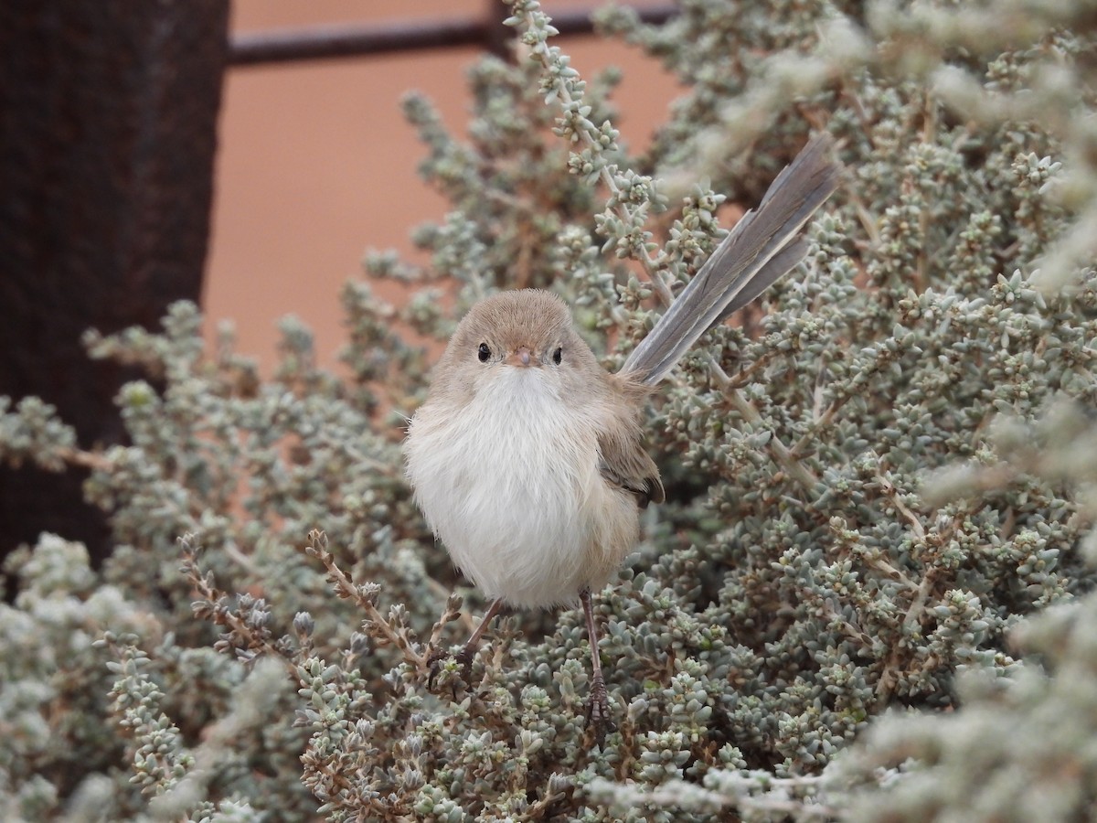 White-winged Fairywren - ML620597114