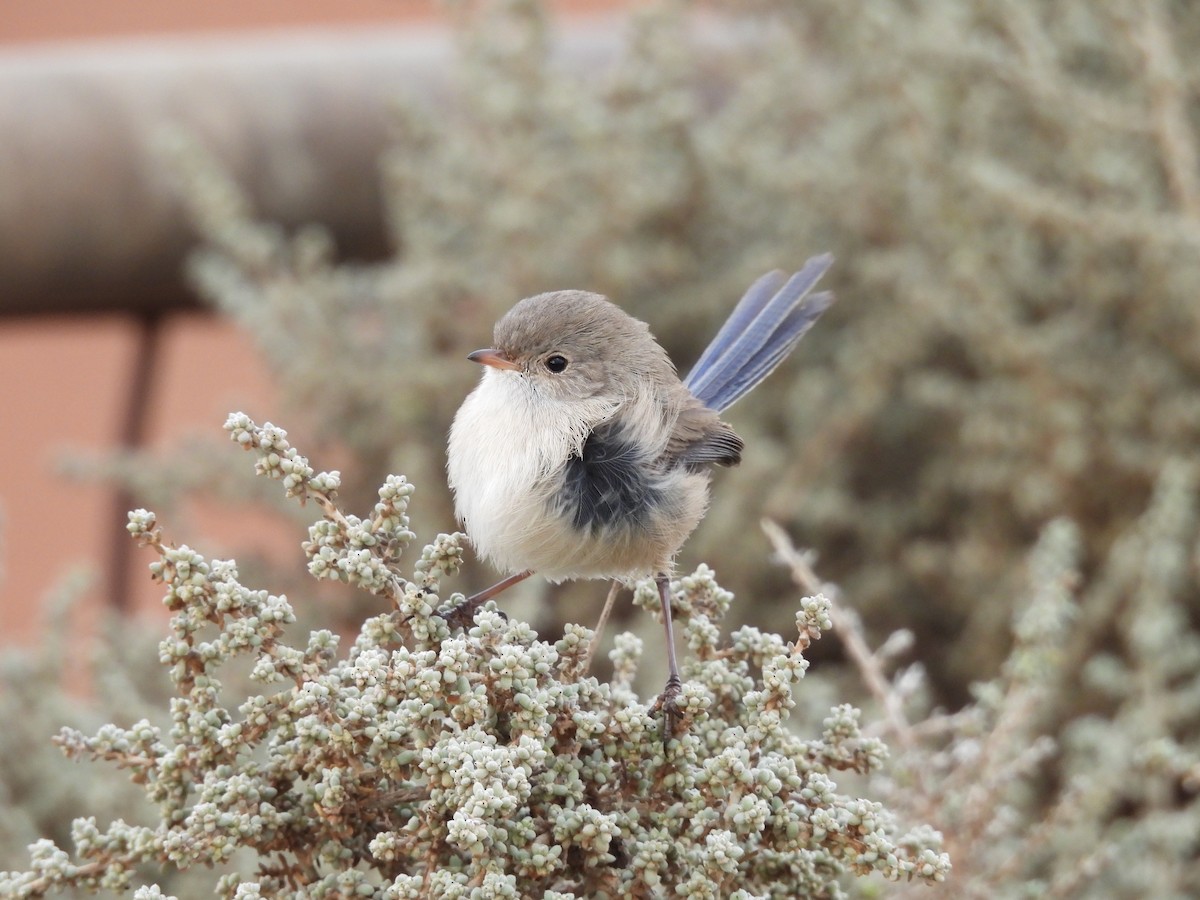 White-winged Fairywren - ML620597115