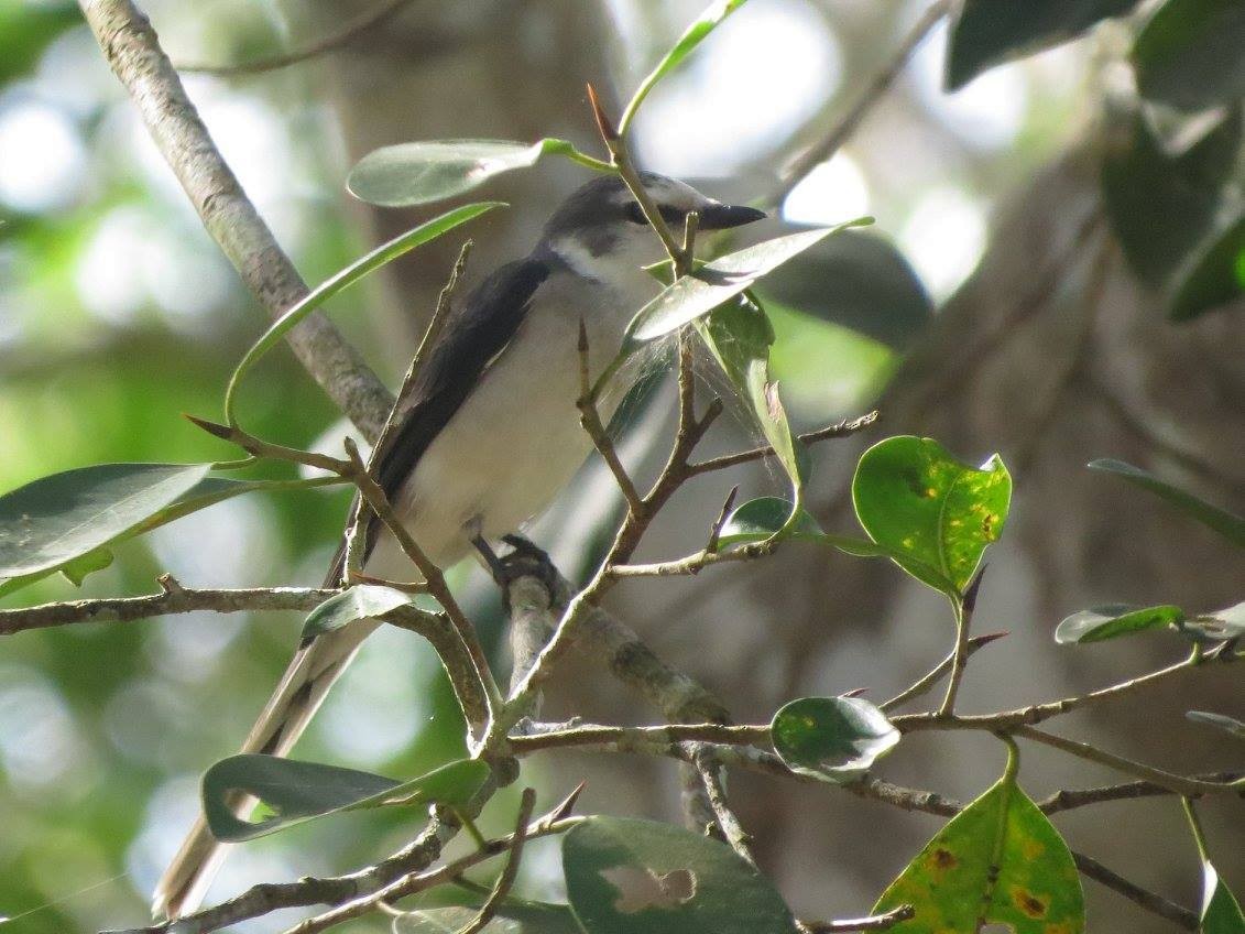 Brown-rumped Minivet - ML620597123