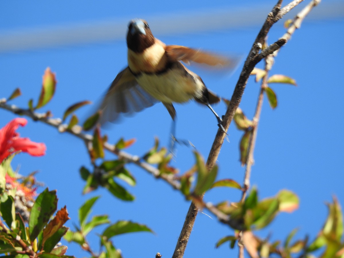 Chestnut-breasted Munia - ML620597124