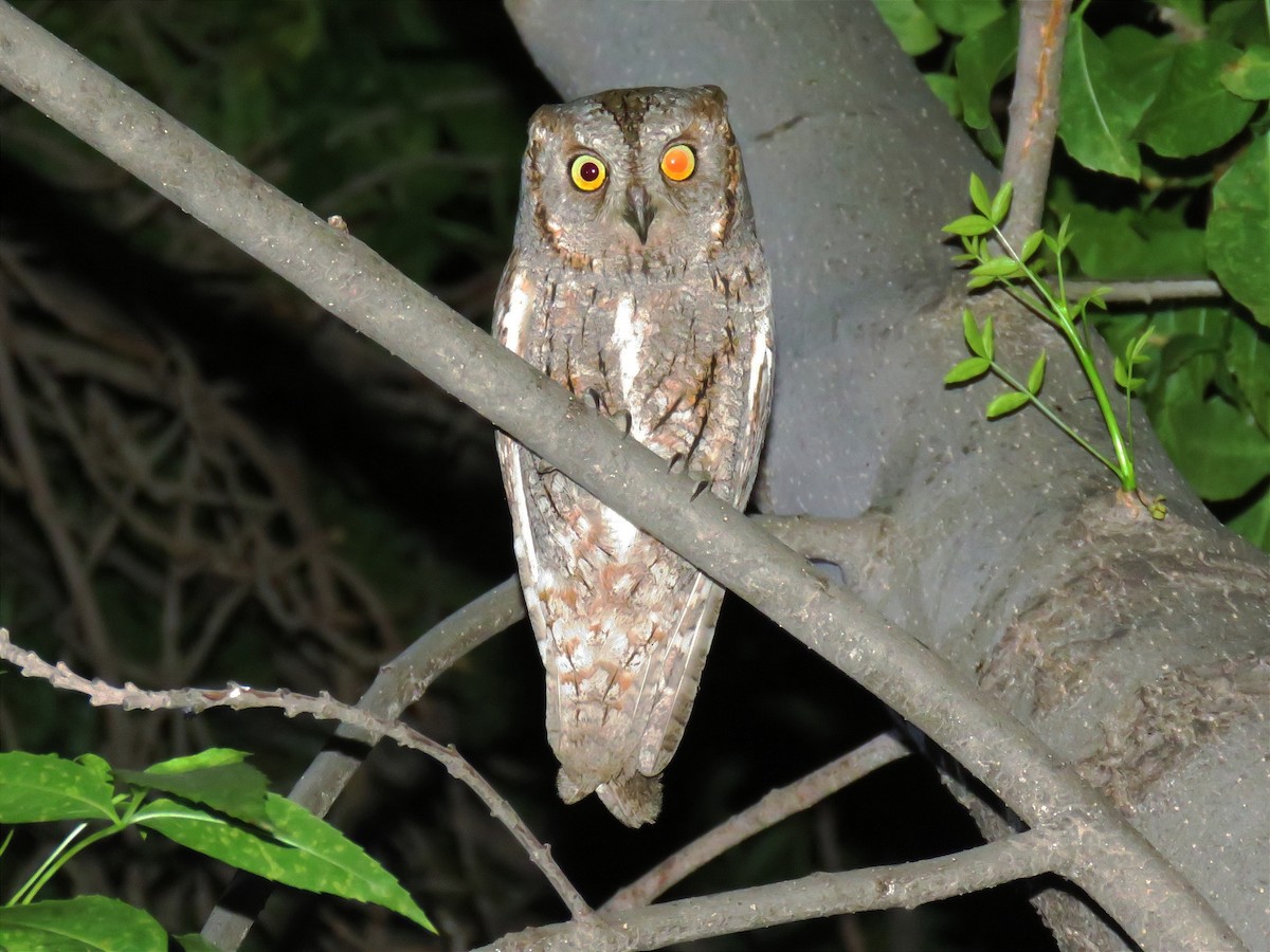 Eurasian Scops-Owl - ML620597126