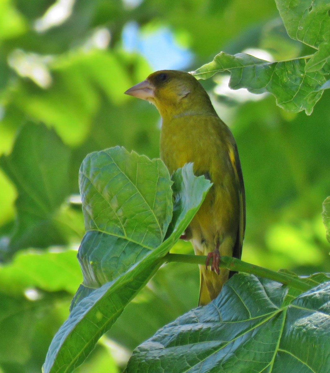 European Greenfinch - ML620597127