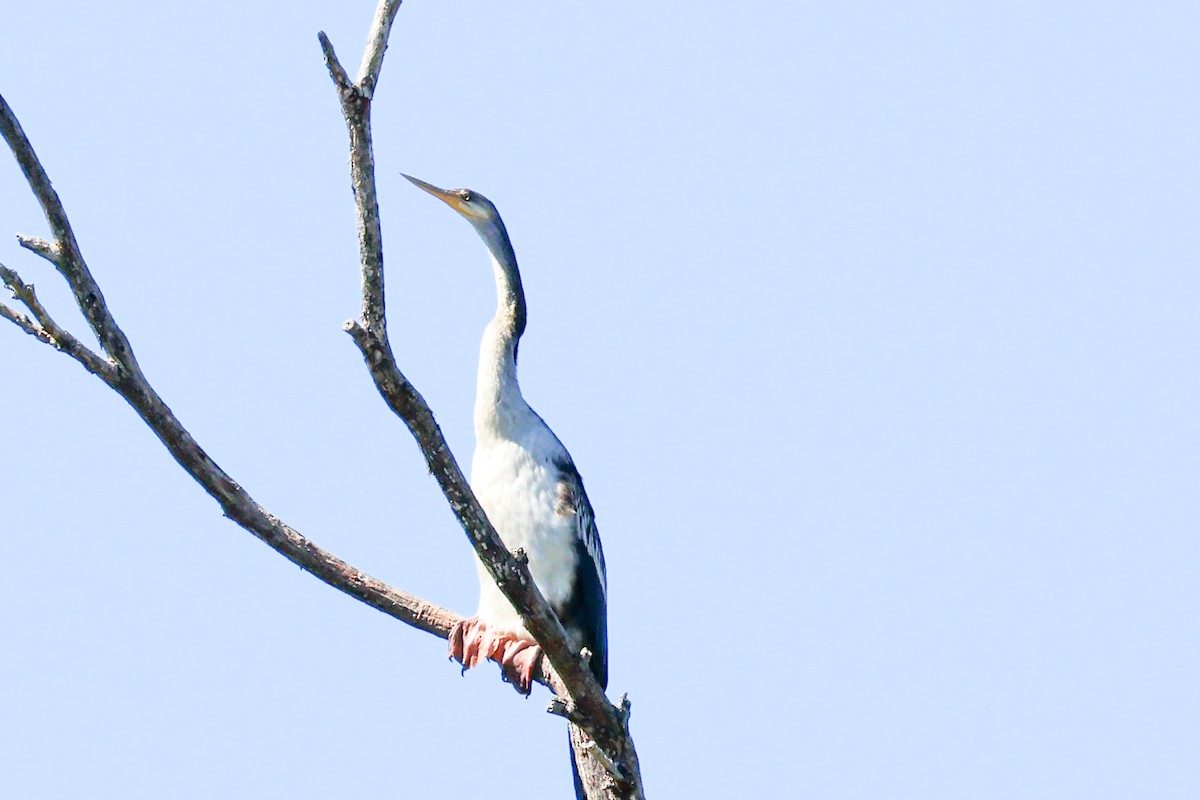 Anhinga d'Australie - ML620597128