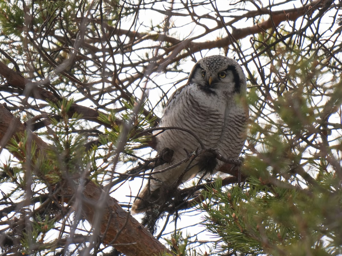 Northern Hawk Owl - ML620597131