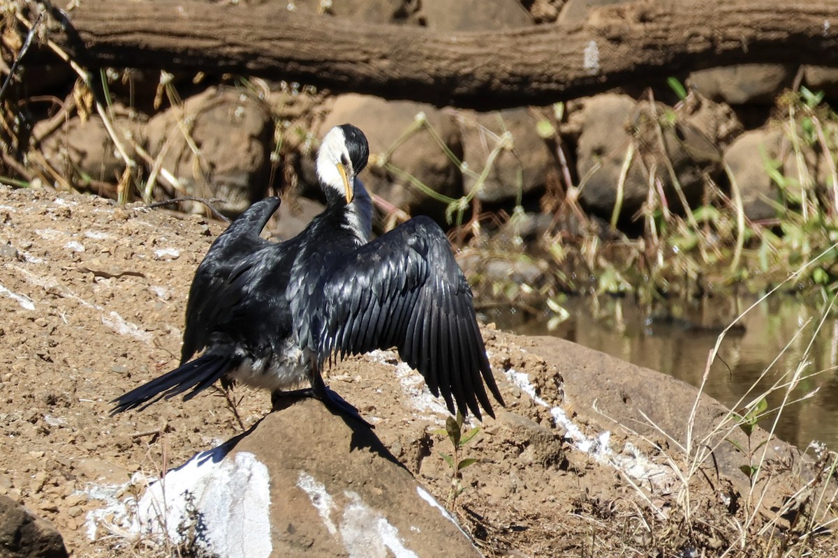 Little Pied Cormorant - ML620597132