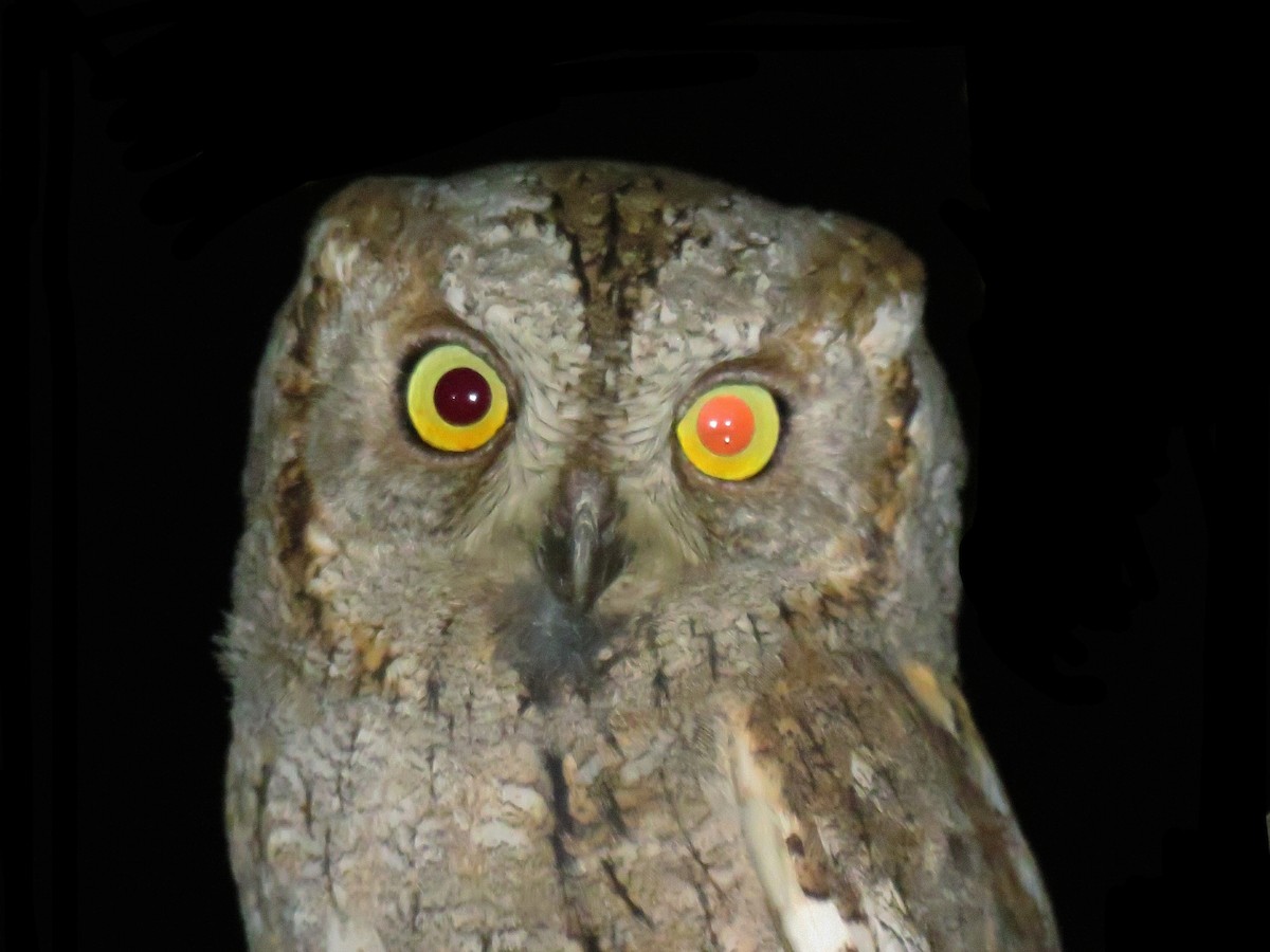 Eurasian Scops-Owl - Amirmahdi Keykha