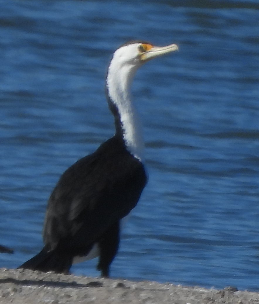 Pied Cormorant - ML620597135