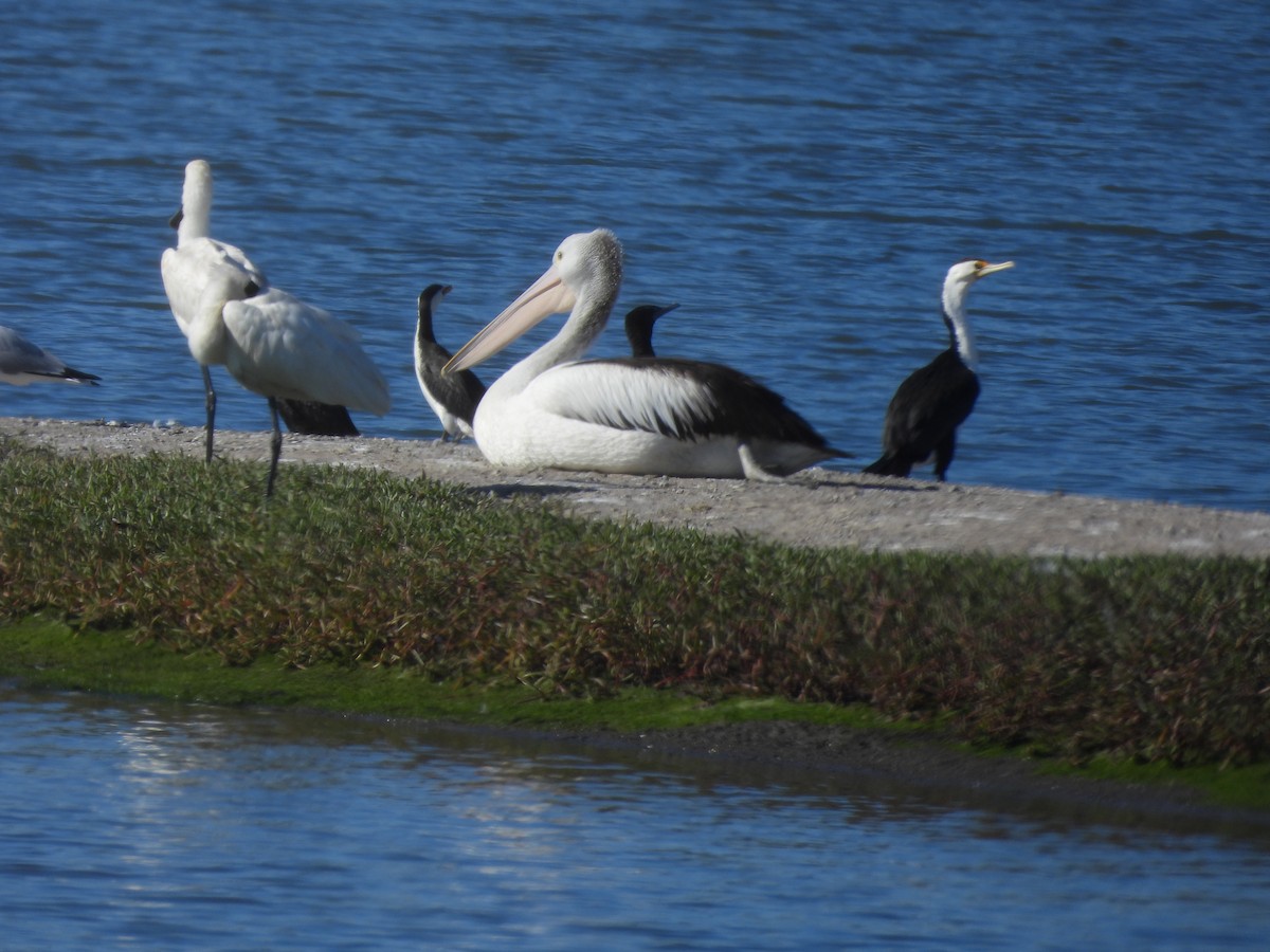 Pied Cormorant - ML620597136