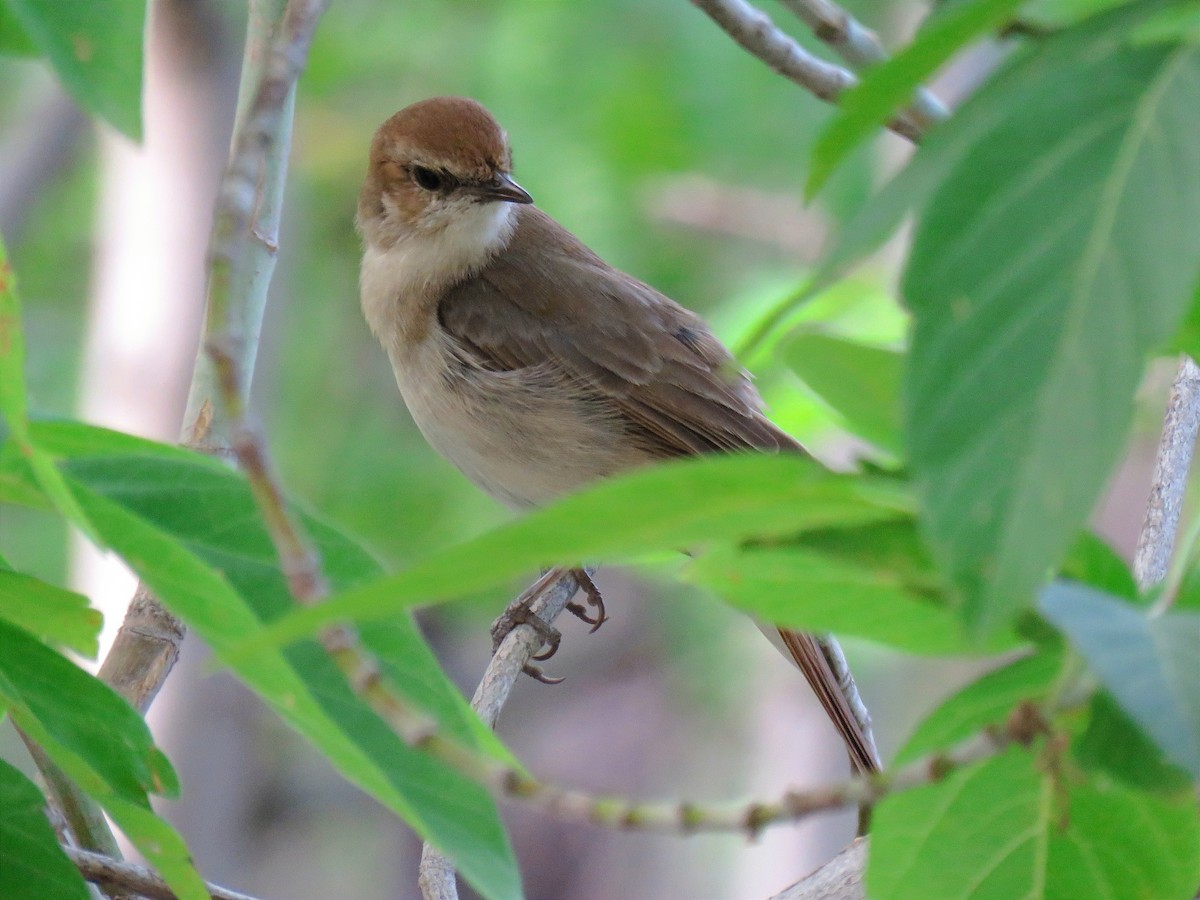 Common Nightingale - ML620597137