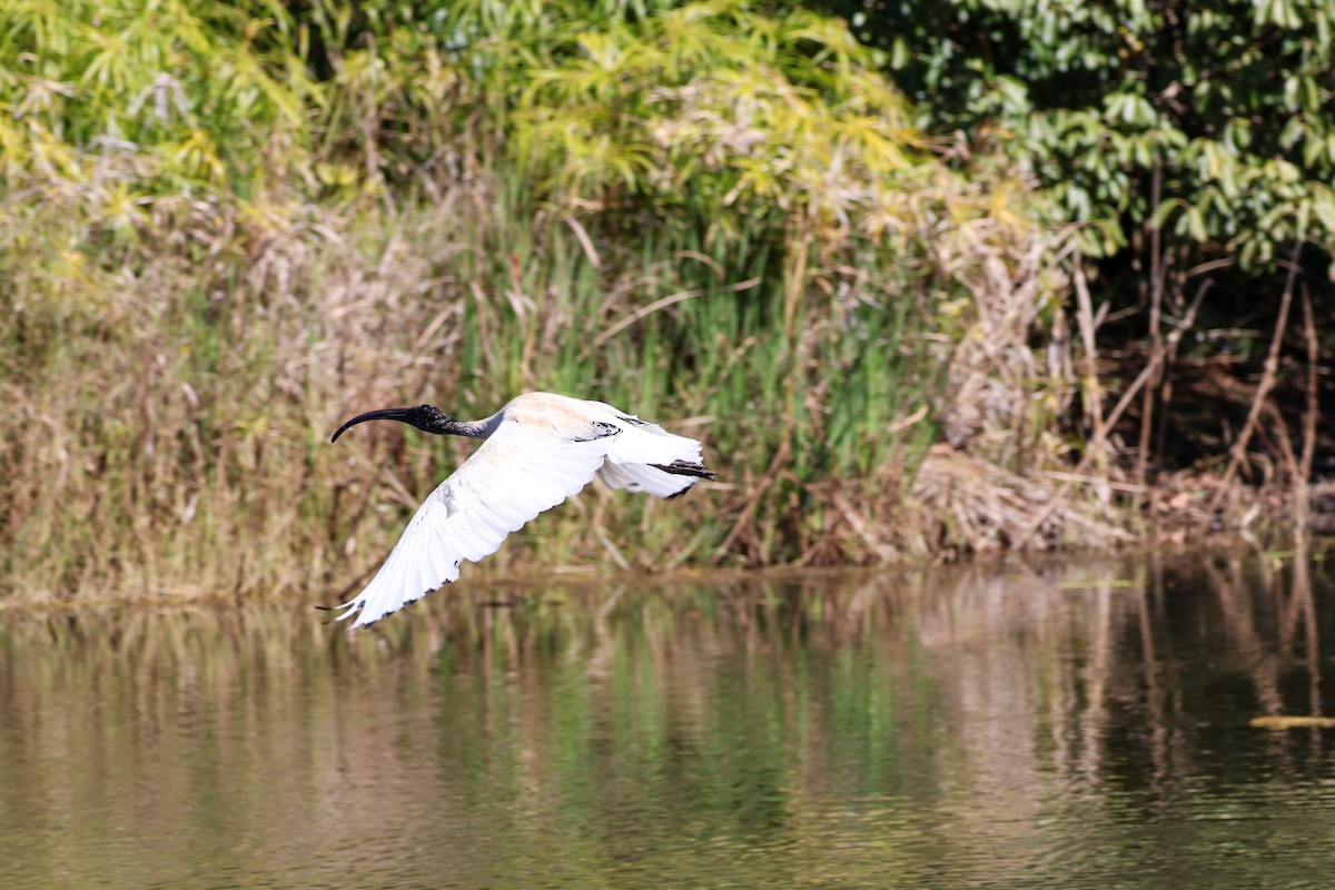 Australian Ibis - ML620597138