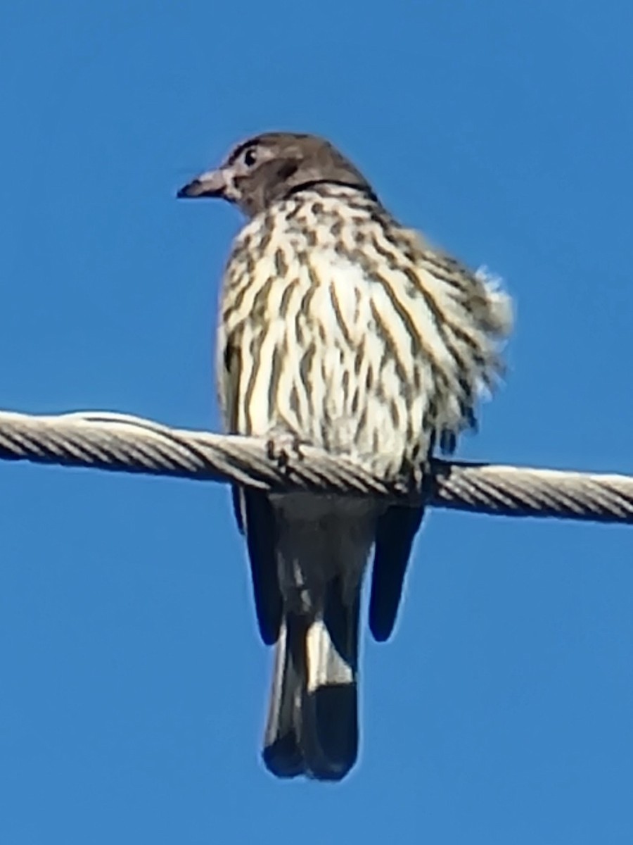 Australasian Figbird - ML620597144
