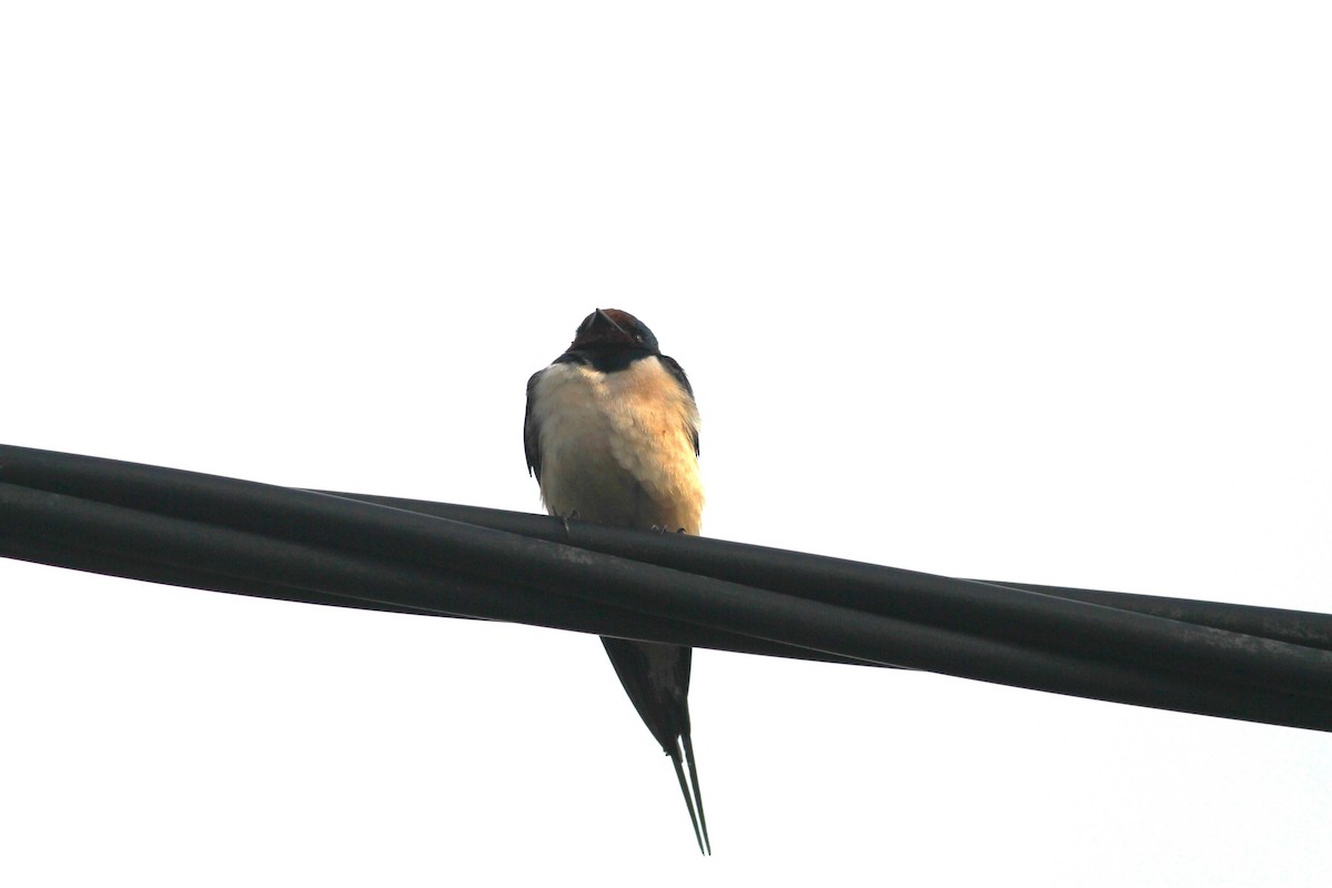 Barn Swallow - ML620597153