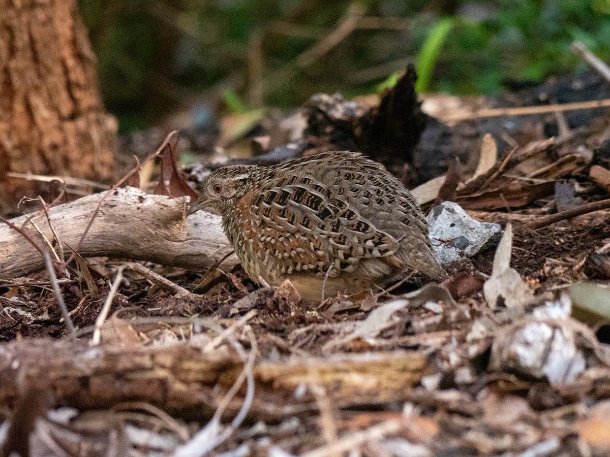 Painted Buttonquail - ML620597154