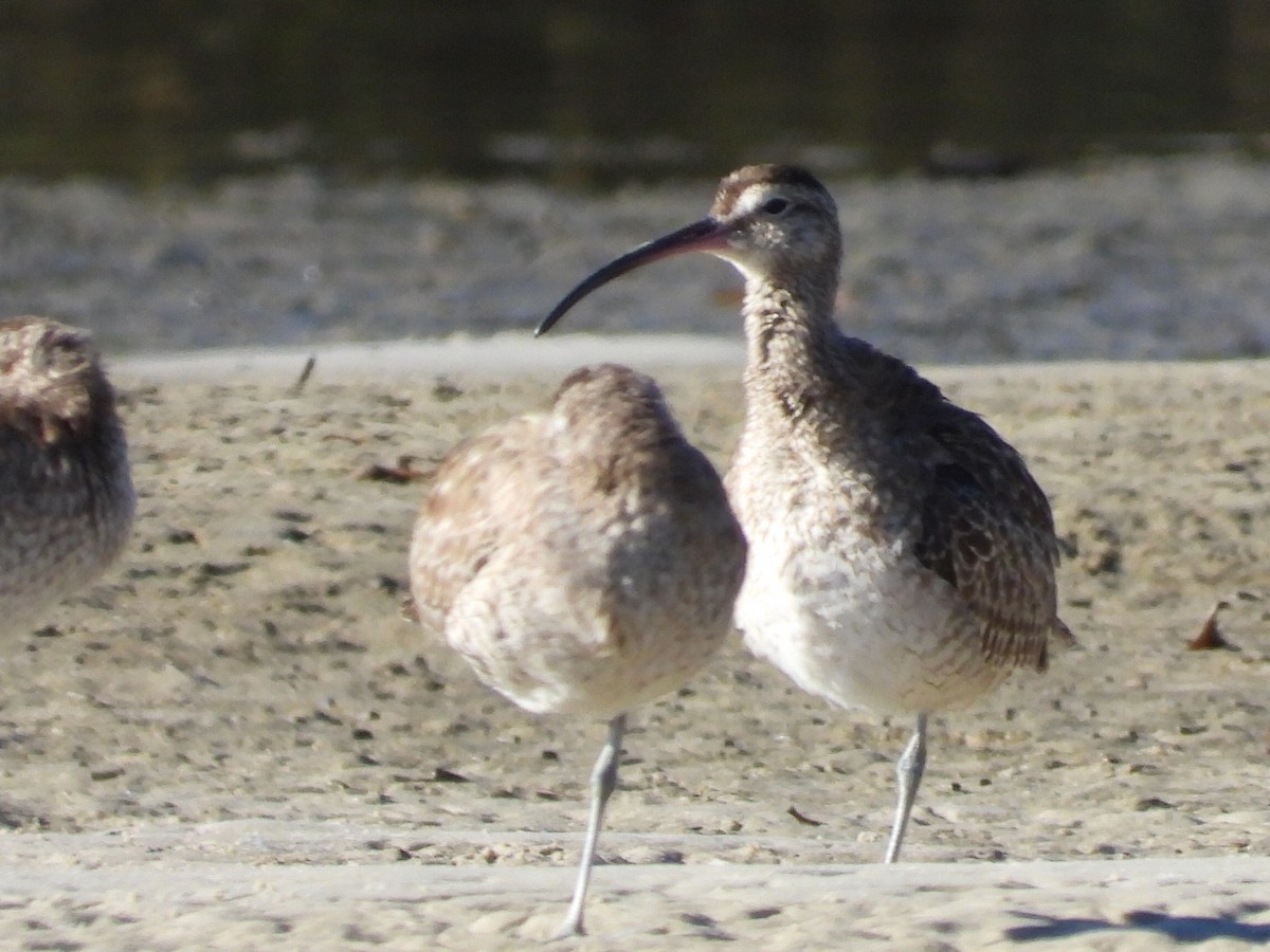 Whimbrel - ML620597156