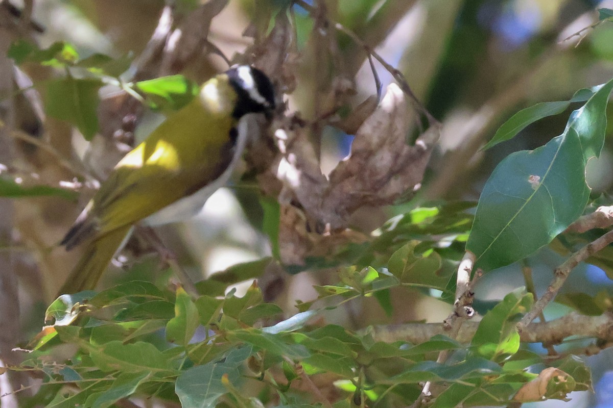 White-throated Honeyeater - ML620597157