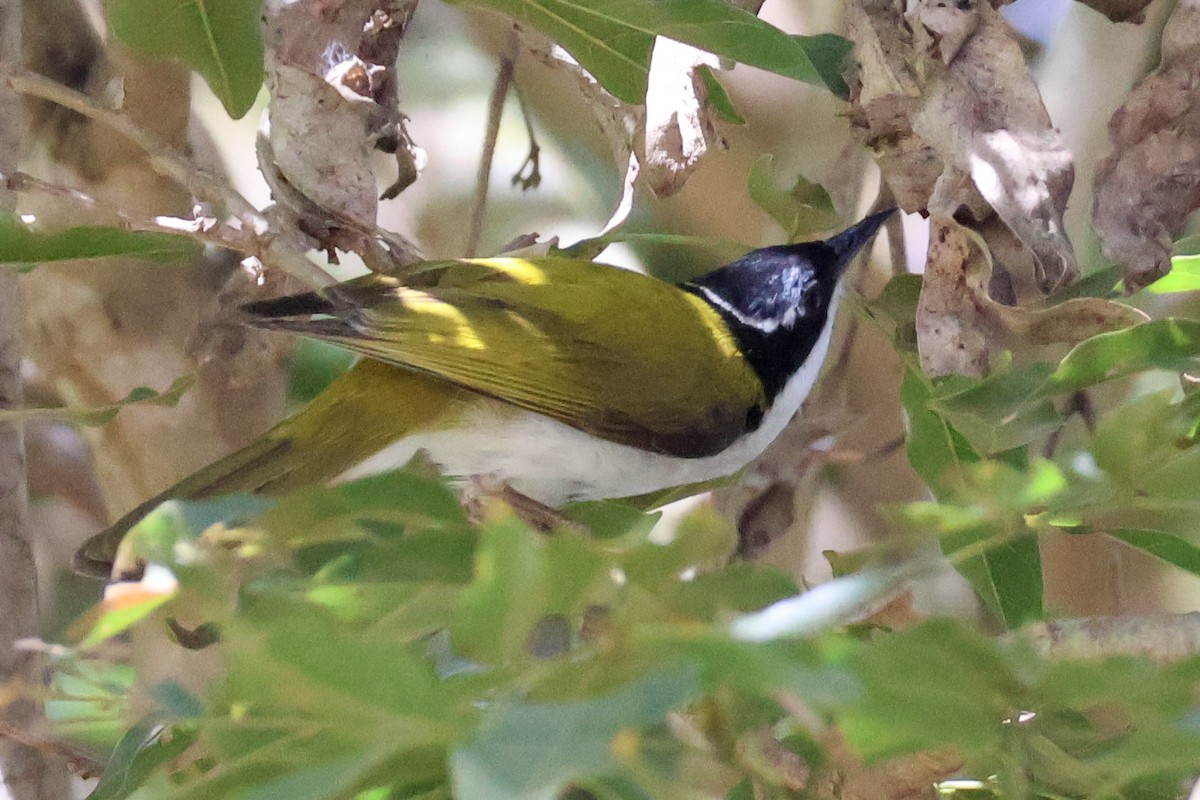 White-throated Honeyeater - ML620597159