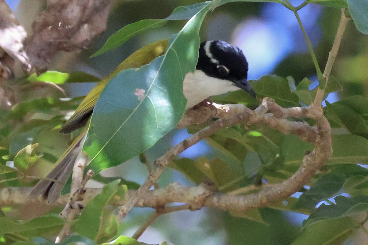 White-throated Honeyeater - ML620597160