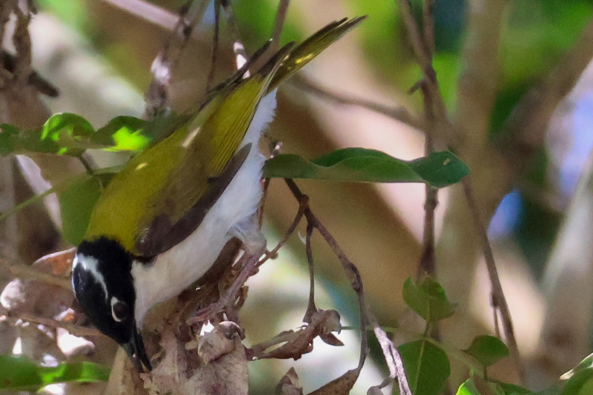 White-throated Honeyeater - ML620597161