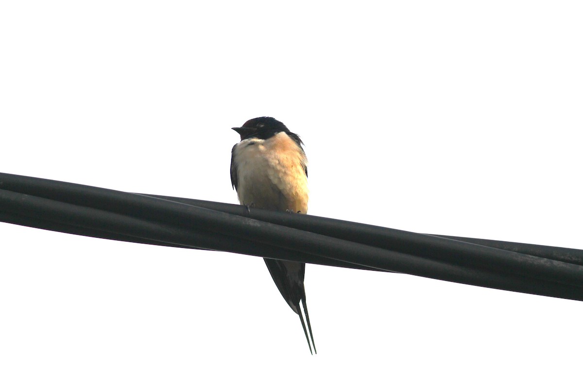 Barn Swallow - ML620597162