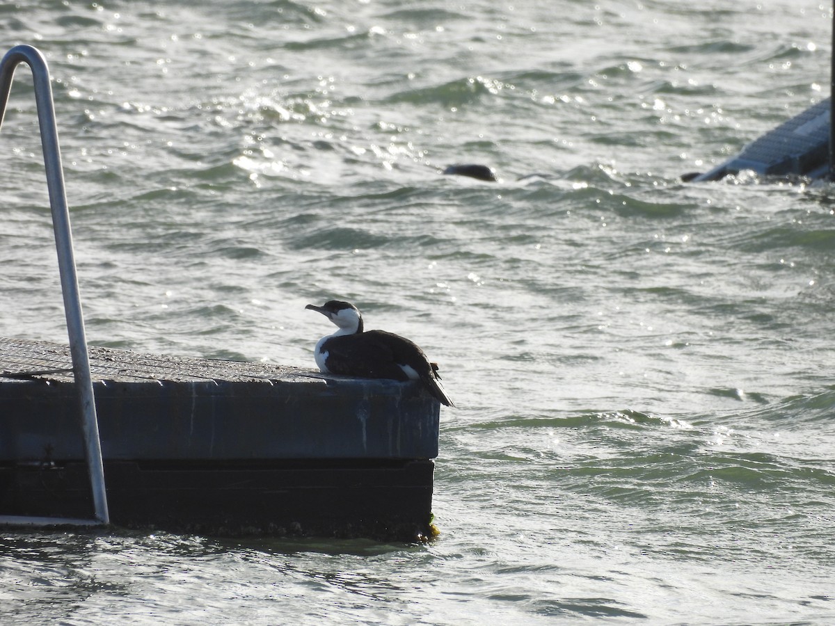 Black-faced Cormorant - ML620597163