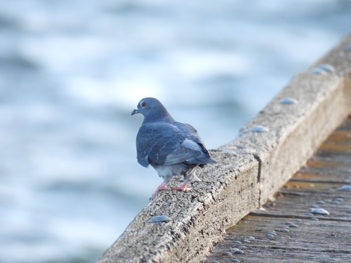 Rock Pigeon (Feral Pigeon) - ML620597168