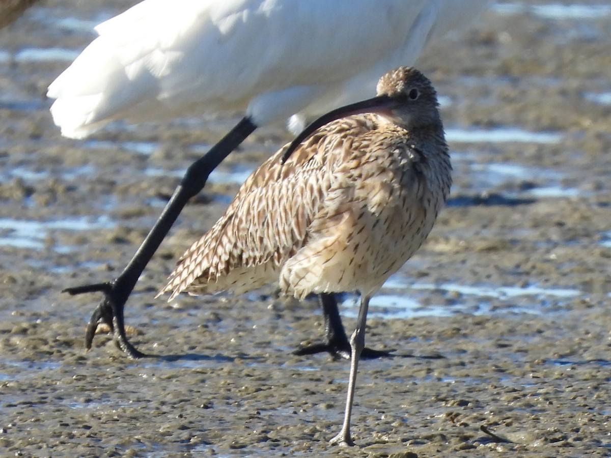 Far Eastern Curlew - ML620597169