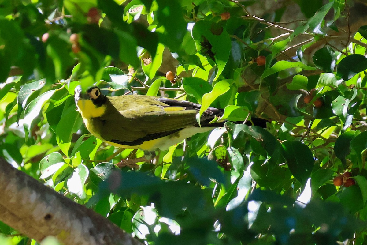 Australasian Figbird - ML620597172