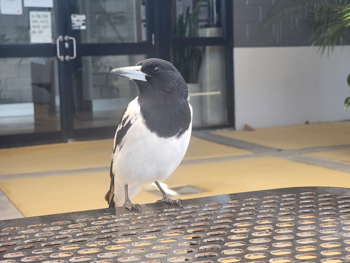 Australian Magpie - ML620597176