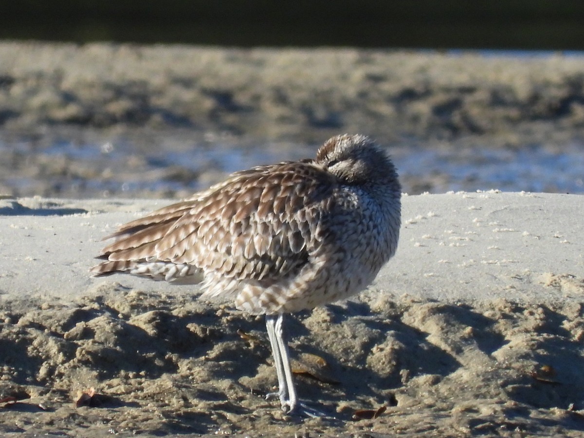 Regenbrachvogel - ML620597177