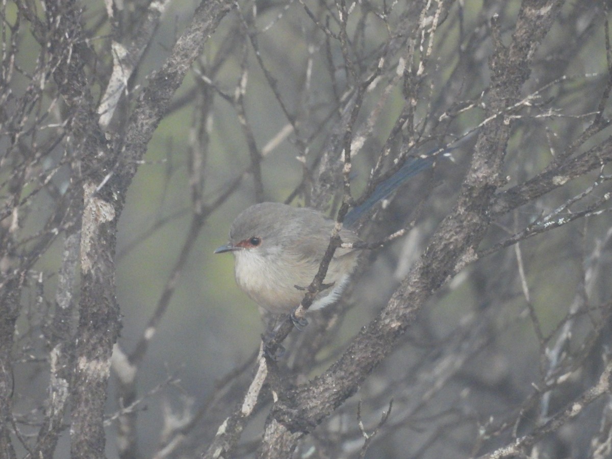 Purple-backed Fairywren - ML620597181