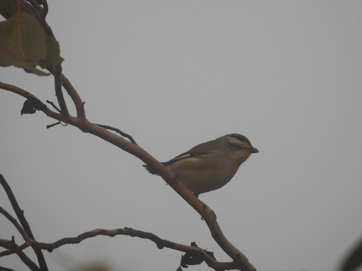 Pardalote Estriado - ML620597186