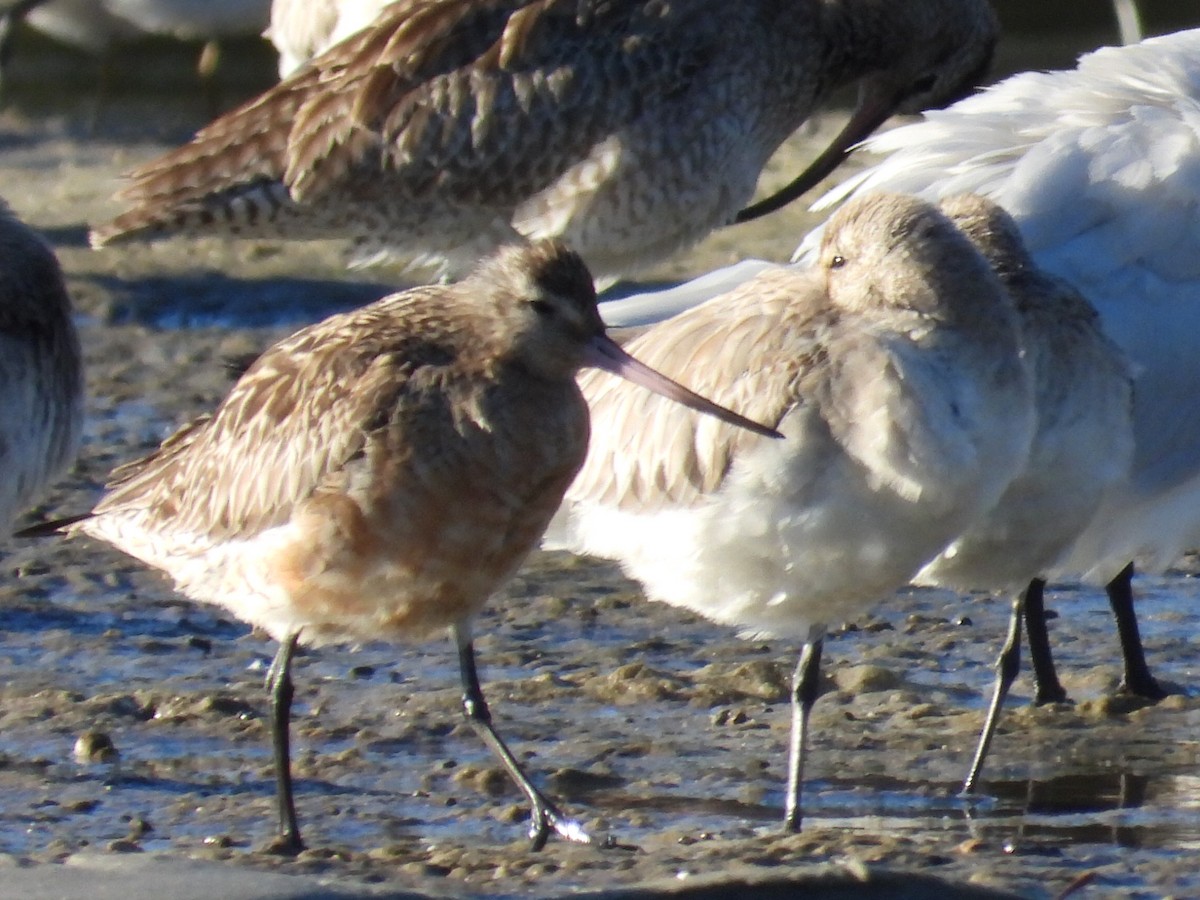 Bar-tailed Godwit - ML620597189