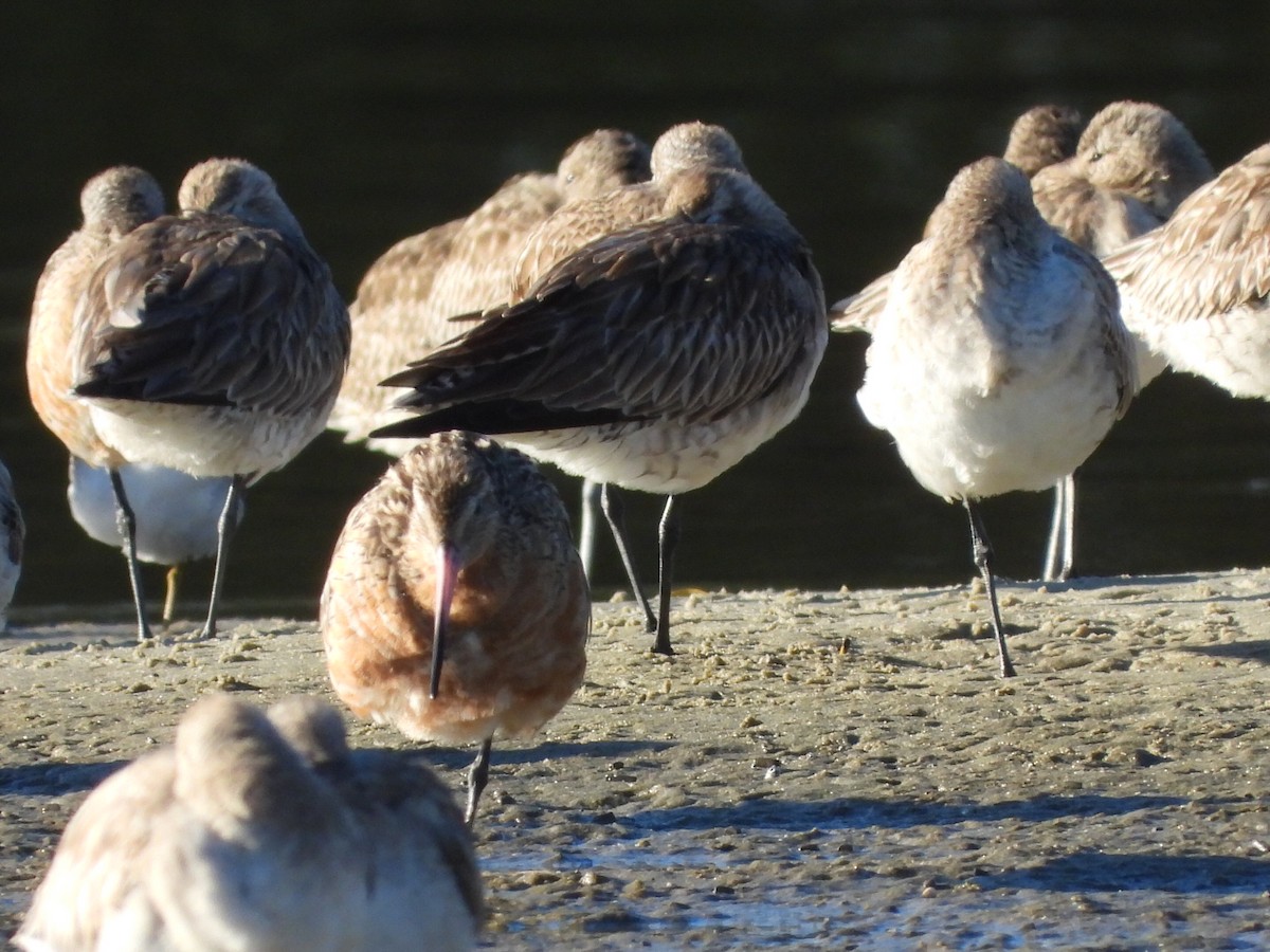 Bar-tailed Godwit - ML620597190