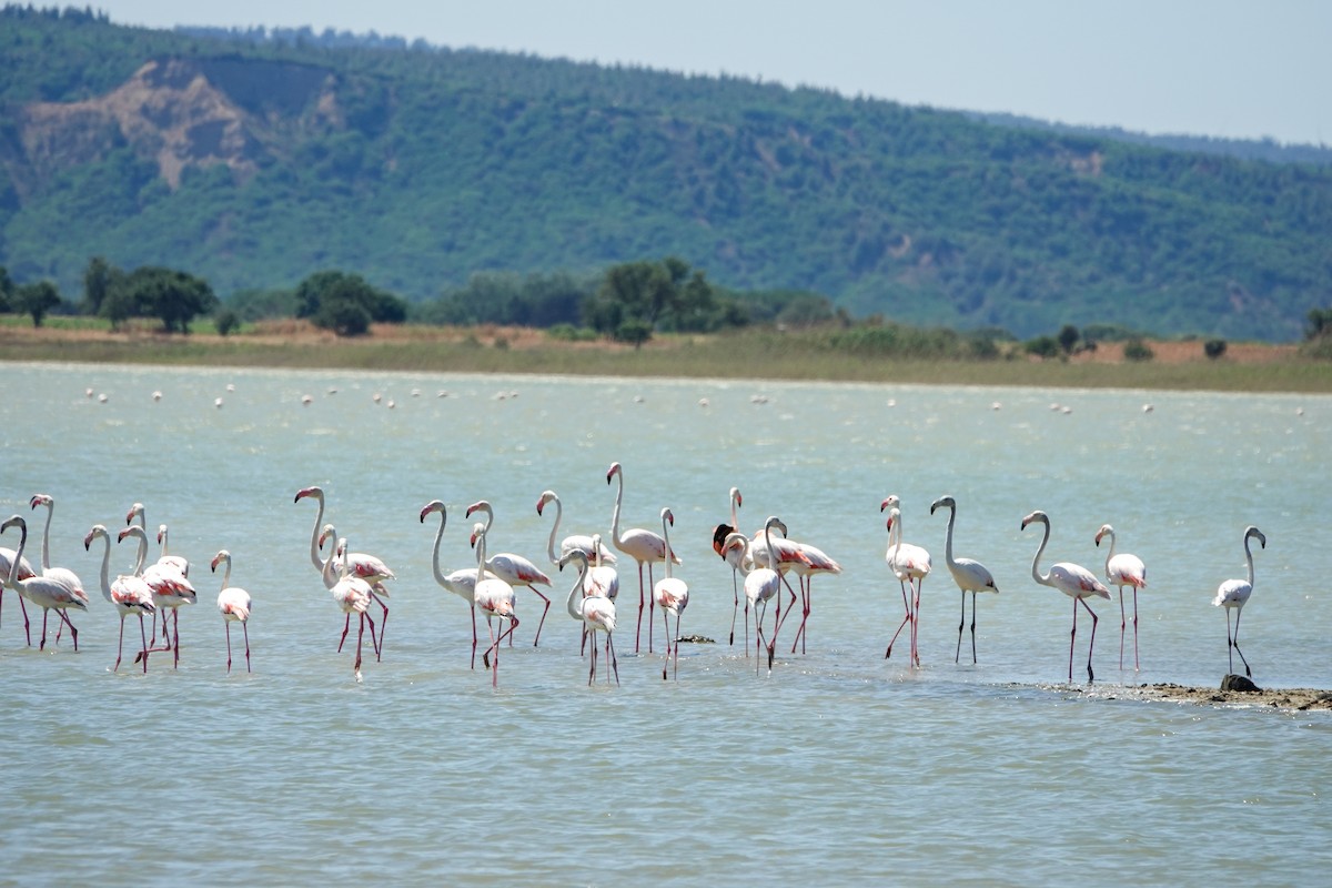 Greater Flamingo - ML620597191