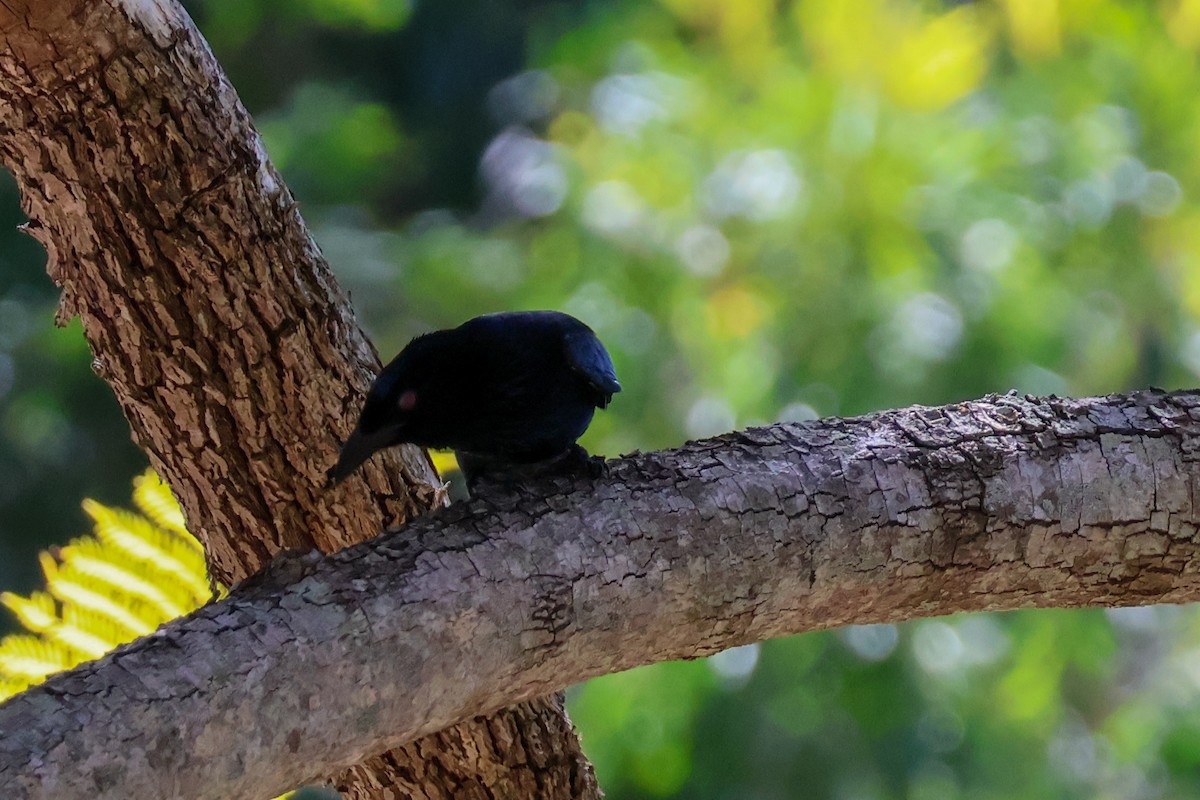 Spangled Drongo - ML620597193