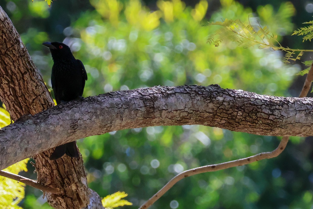 Spangled Drongo - ML620597194