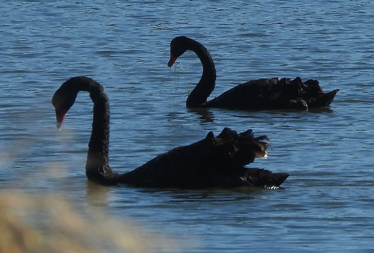 Black Swan - ML620597199