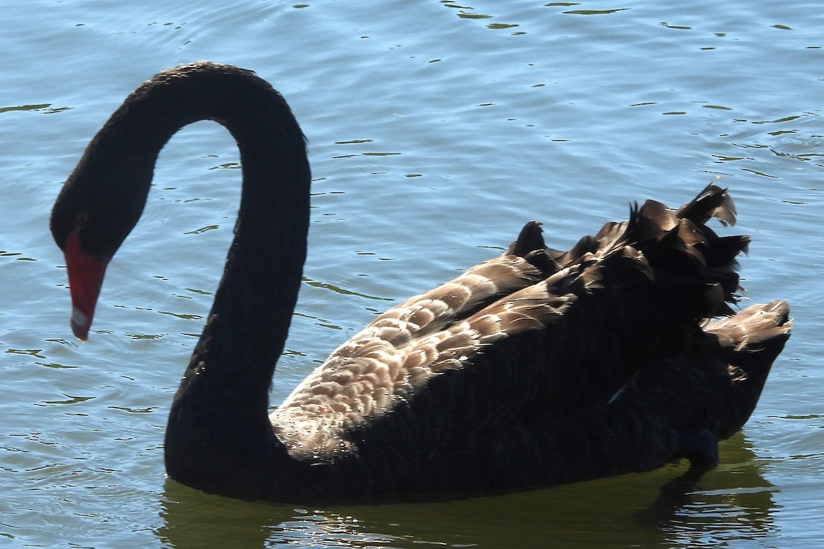 Black Swan - ML620597200