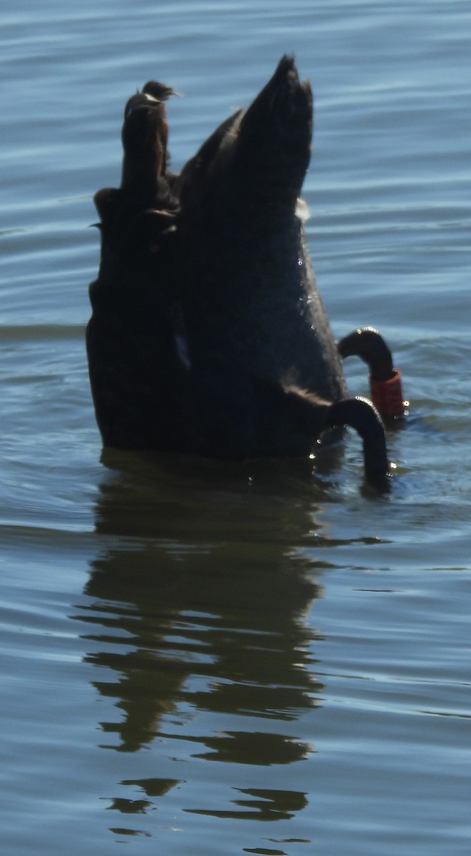 Black Swan - ML620597201