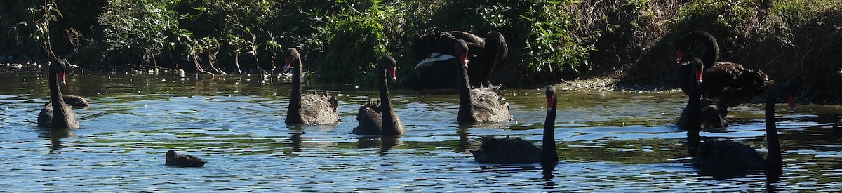 Black Swan - ML620597202