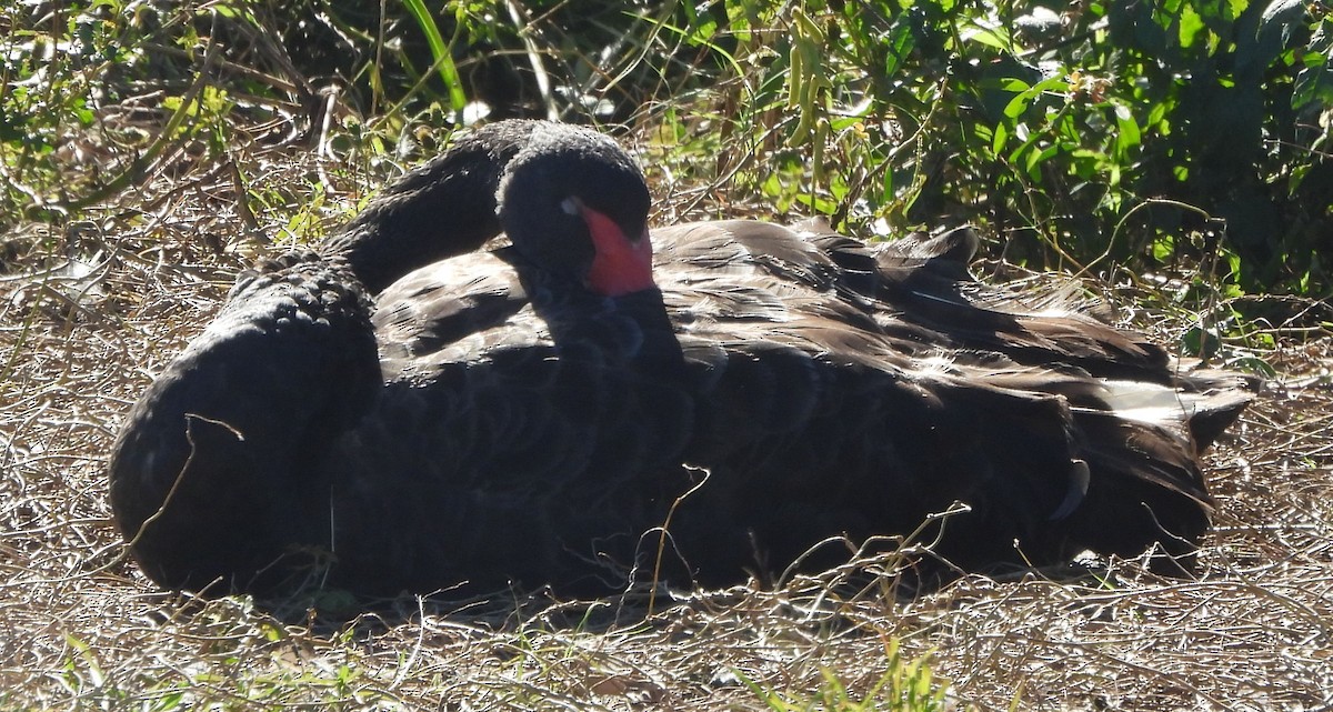 Black Swan - ML620597203