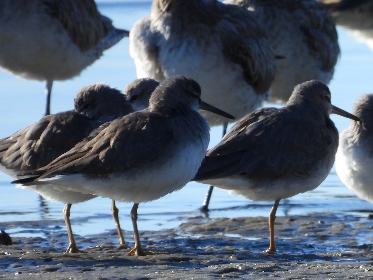 Gray-tailed Tattler - ML620597205