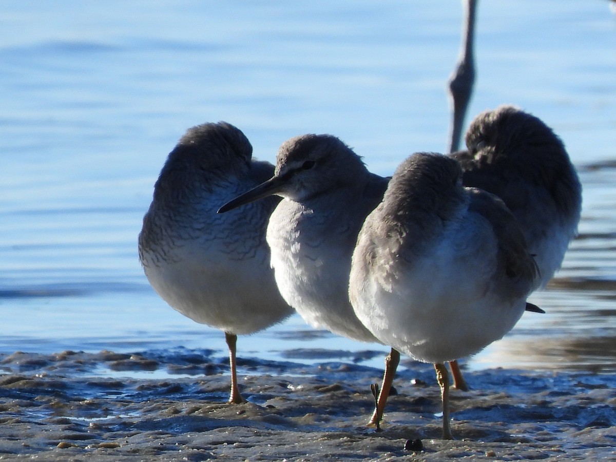 Gray-tailed Tattler - ML620597206