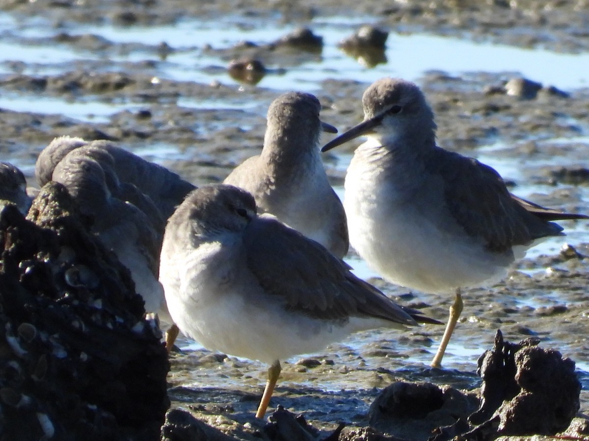 Gray-tailed Tattler - ML620597207