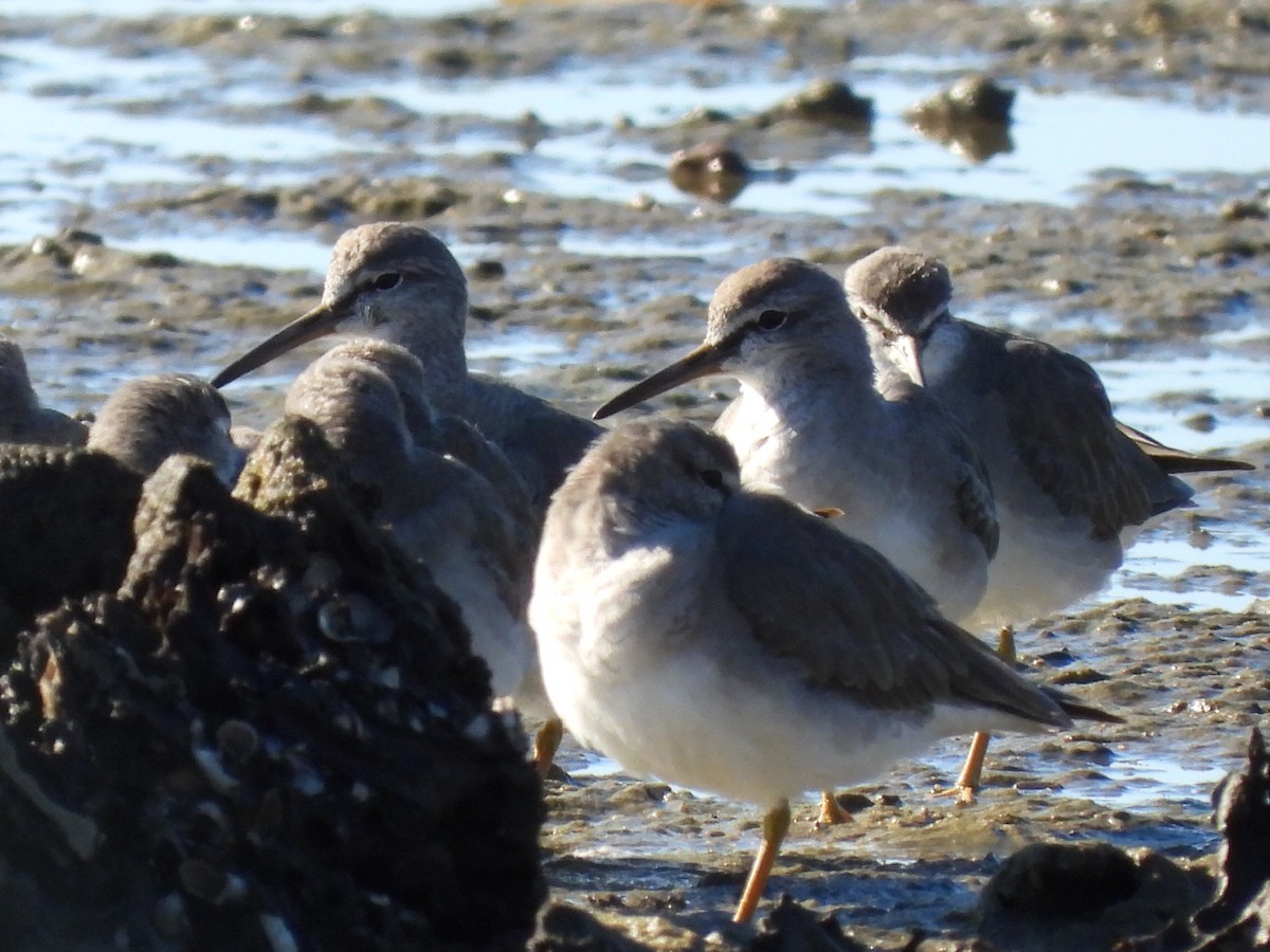 Gray-tailed Tattler - ML620597209