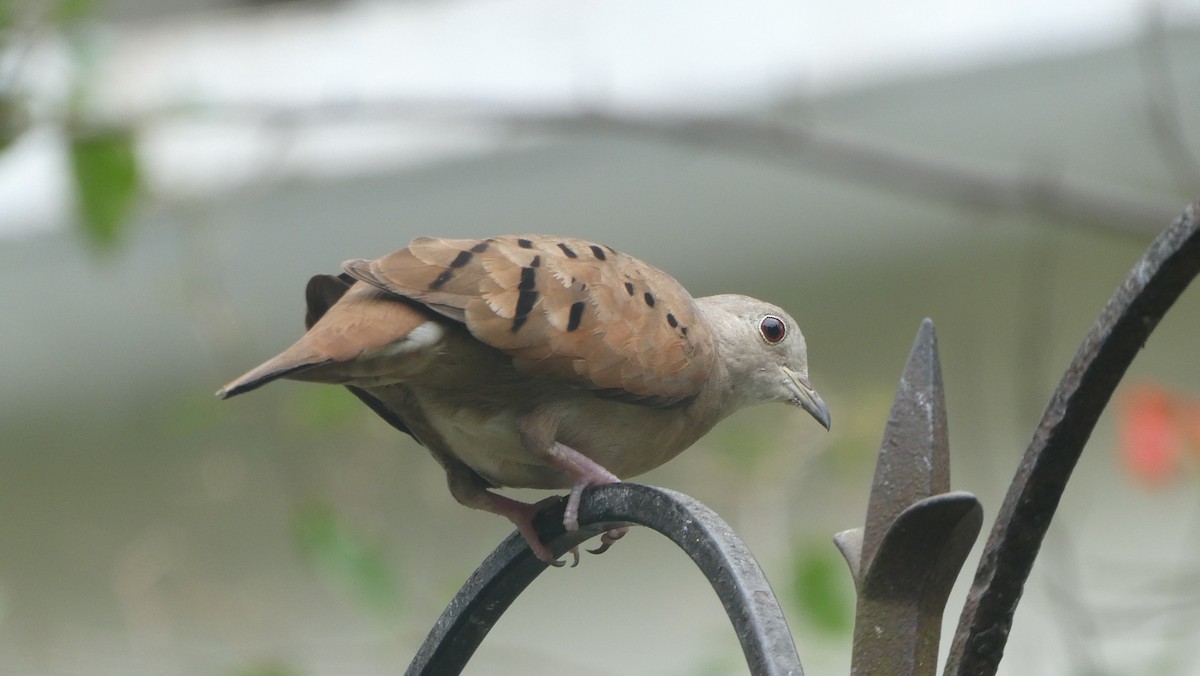 Ruddy Ground Dove - ML620597210